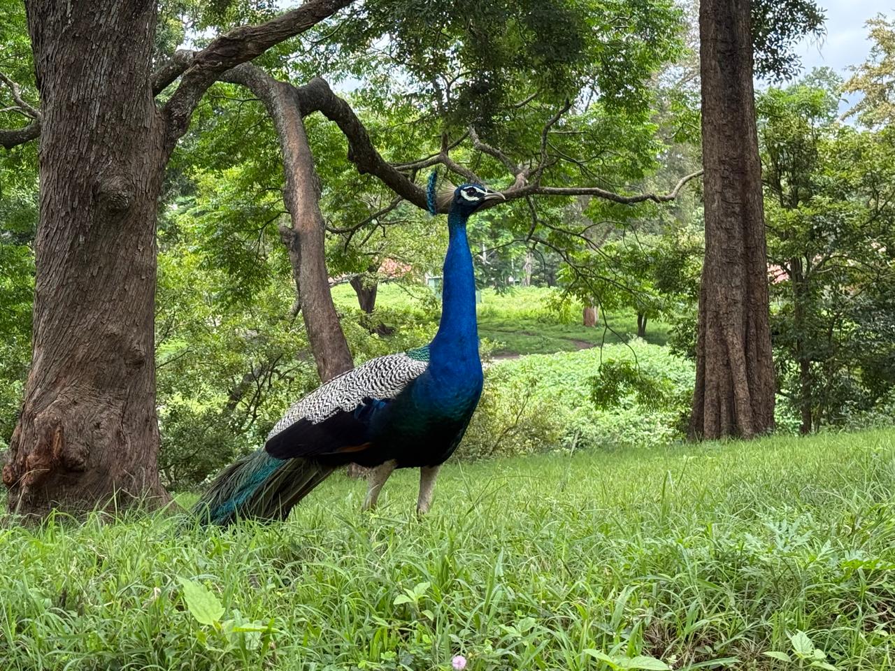 Trip to Mysore, Ooty and Coorg-3